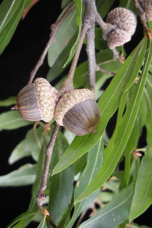 Willow Oak Tree (Quercus Phellos) - 3 Pack Of 1.5 Quart Pots - Image 5