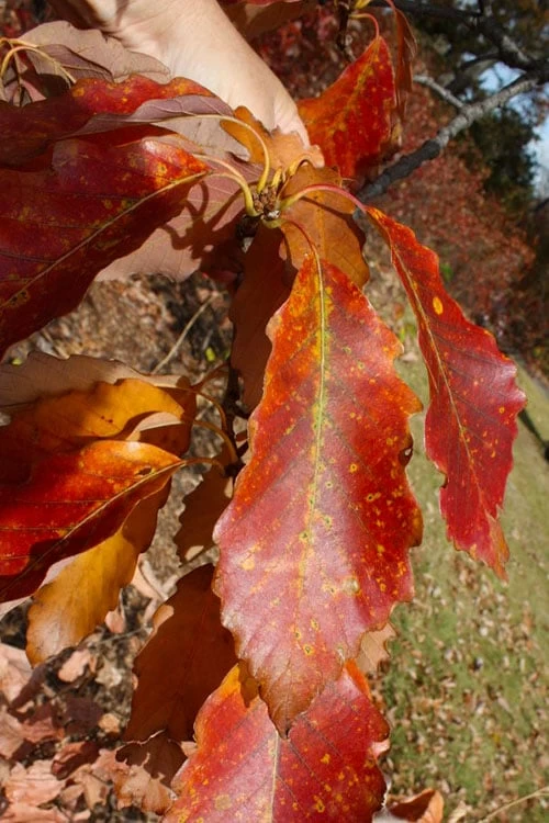 Chestnut Oak Tree (Quercus Prinus) - 1 Gallon Pot - Image 6