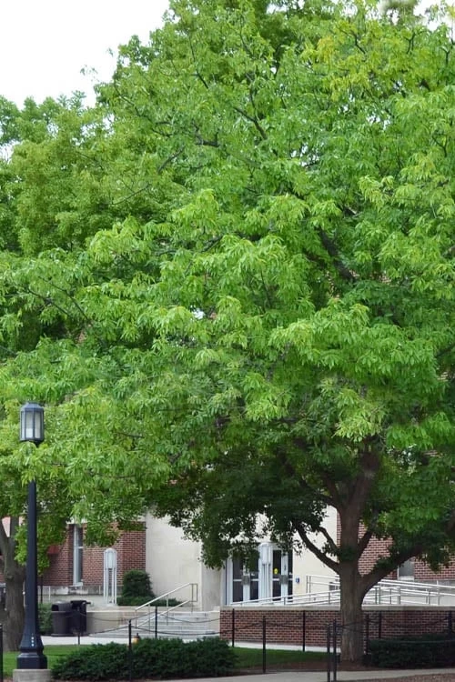 Chestnut Oak Tree (Quercus Prinus) - 1 Gallon Pot