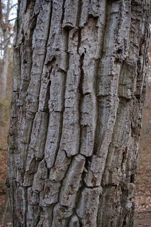 Chestnut Oak Tree (Quercus Prinus) - 1 Gallon Pot - Image 8