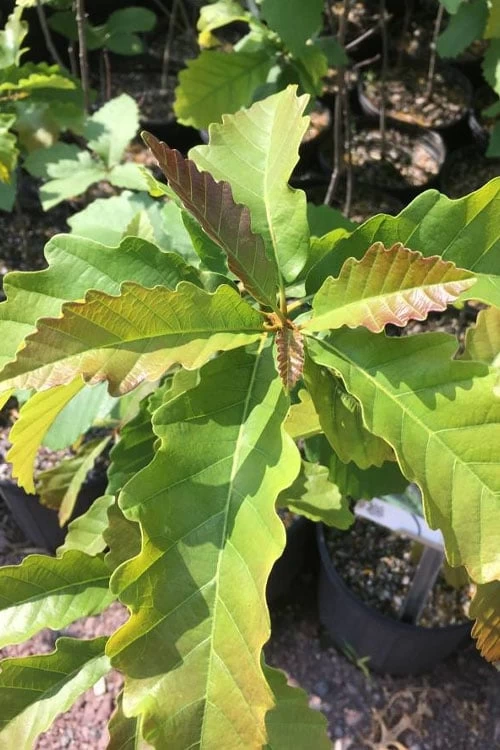 Chestnut Oak Tree (Quercus Prinus) - 1 Gallon Pot - Image 4