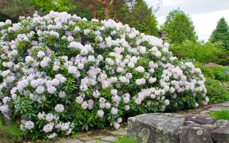 White Catawba Rhododendron - 3 Gallon Pot - Image 4