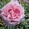 Belinda's Dream Shrub Rose - 3 Gallon Pot