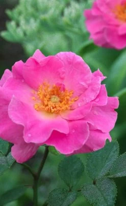 Brindabella First Lady Shrub Rose - 3 Gallon Pot