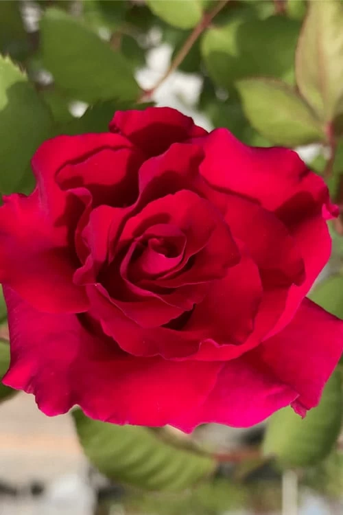 Brindabella Red Empress Shrub Rose - 3 Gallon Pot - Image 4