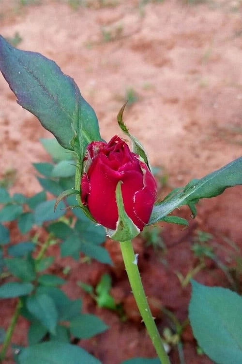 Brindabella Red Empress Shrub Rose - 3 Gallon Pot - Image 5