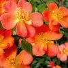 Oso Easy 'Hot Paprika' Rose - 3 Gallon Pot
