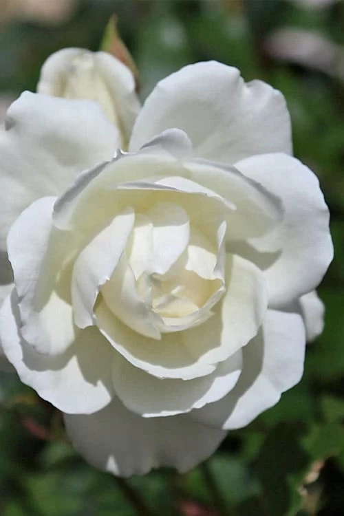 Iceberg Tree Rose - 7 Gallon Pot - Image 4