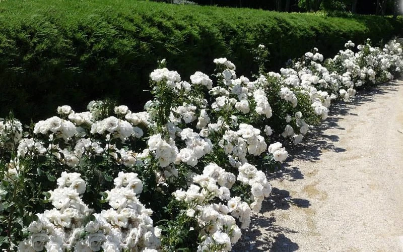 Iceberg Shrub Rose - 3 Gallon Pot - Image 8