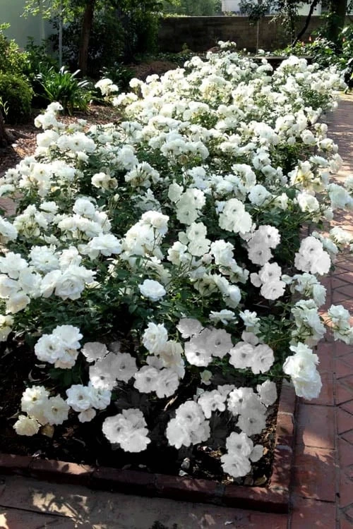 Iceberg Shrub Rose - 3 Gallon Pot - Image 9
