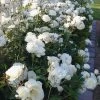 Iceberg Shrub Rose - 3 Gallon Pot