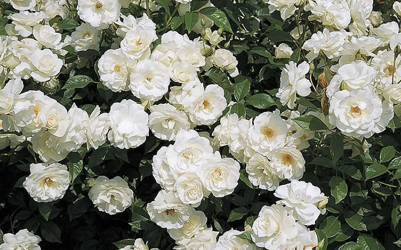 Iceberg Shrub Rose - 3 Gallon Pot - Image 6