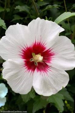 Red Heart Rose Of Sharon - 1 Gallon Pot