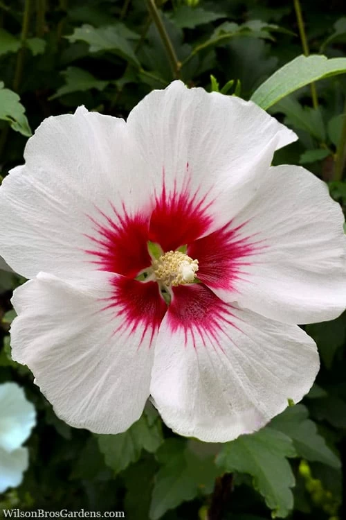 Red Heart Rose Of Sharon (Single Trunk Tree) - 5 Gallon Pot - Image 4
