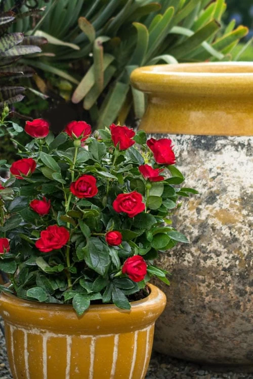 Petite Knock Out Rose - 2 Gallon Pot