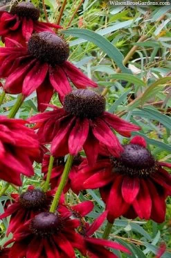 Cherry Brandy Rudbeckia (Black Eyed Susan) - 1 Gallon Pot