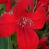Ragin' Cajun Red Mexican Petunia (Ruellia Elegans) - 5 Pack Quart Pots