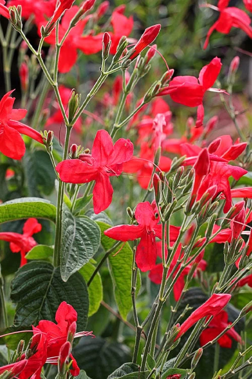 Ragin' Cajun Red Mexican Petunia (Ruellia Elegans) - 1 Gallon Pot - Image 4