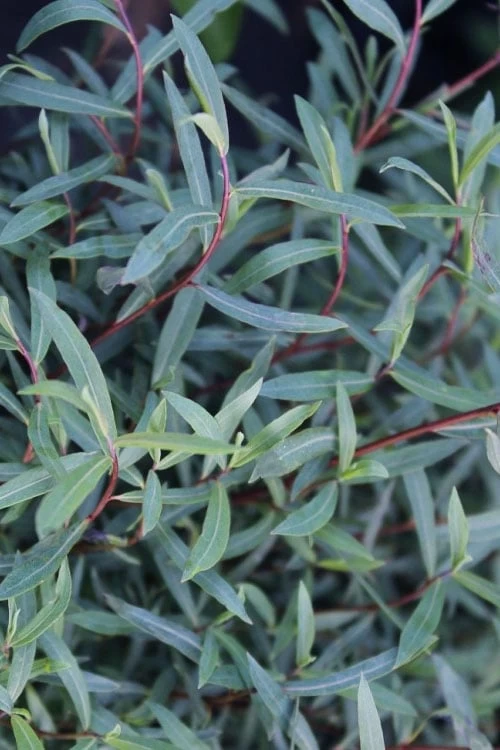 Dwarf Blue Arctic Willow Bush (Salix Purpurea 'Nana') - 2 Gallon Pot - Image 7