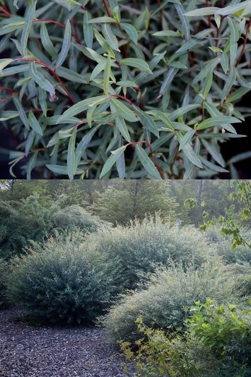 Dwarf Blue Arctic Willow Bush (Salix Purpurea 'Nana') - 2 Gallon Pot - Image 8