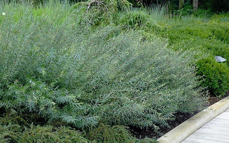 Dwarf Blue Arctic Willow Bush (Salix Purpurea 'Nana') - 2 Gallon Pot - Image 6