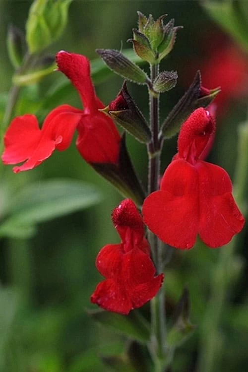 Radio Red Salvia (Autumn Sage) - 1 Gallon Pot - Image 4