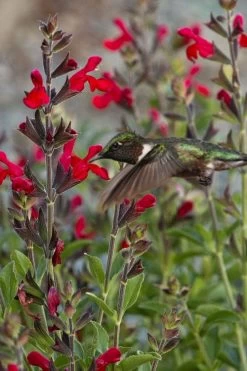 Radio Red Salvia (Autumn Sage) - 1 Gallon Pot
