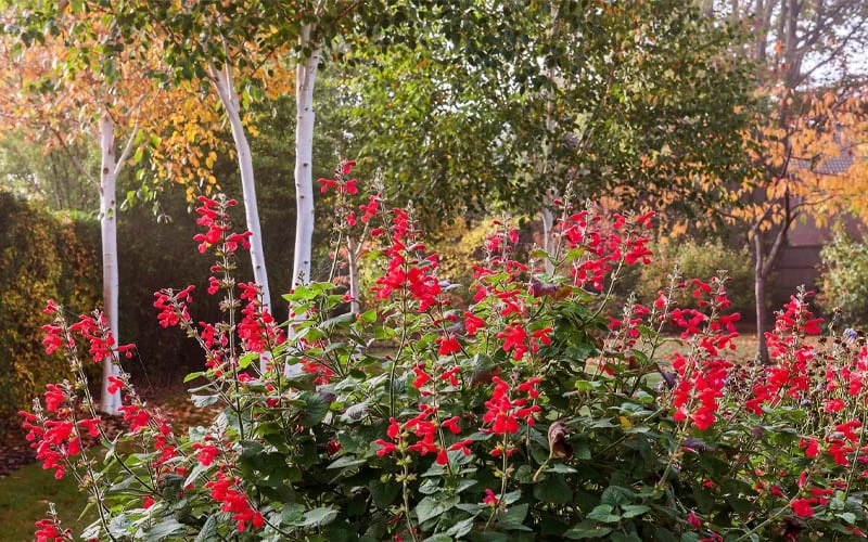 Radio Red Salvia (Autumn Sage) - 1 Gallon Pot - Image 5