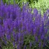 May Night Salvia - 5 Pack Of Quart Pots