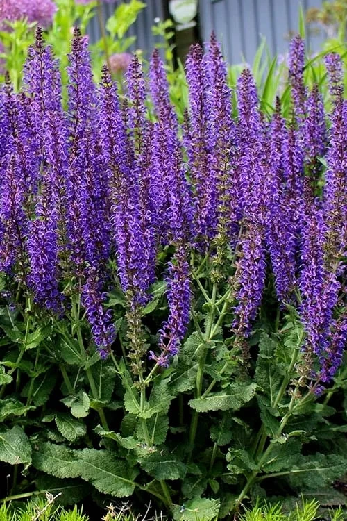 May Night Salvia - 1 Gallon - Image 6
