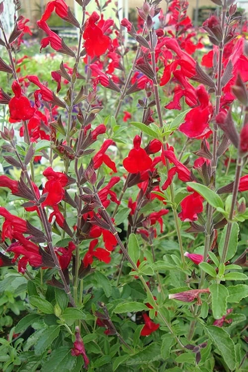 Radio Red Salvia (Autumn Sage) - 1 Gallon Pot - Image 6