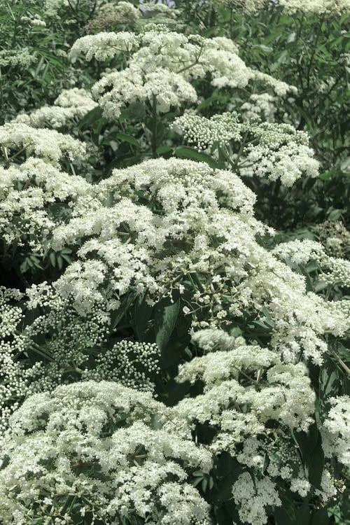 American Elderberry (Sambucus Nigra Canadensis) - 1 Gallon Pot - Image 7