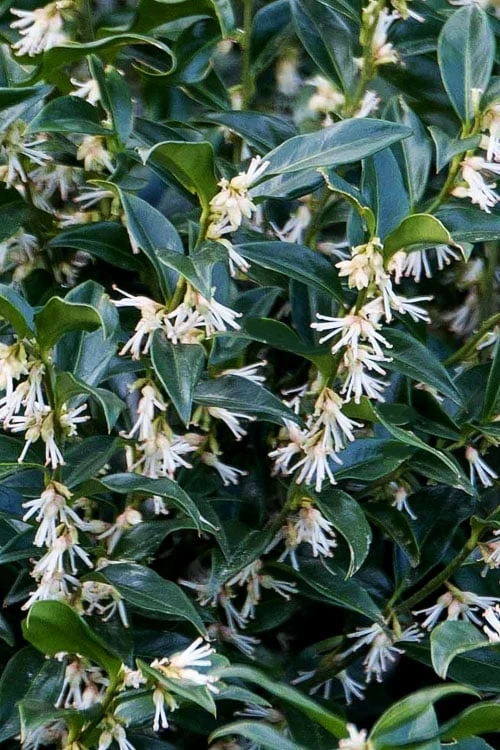 Confused Sweet Box (Sarcococca Confusa) - 1 Gallon Pot - Image 8