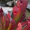 Scarlet Belle Pitcher Plant (Sarracenia) - 2.5 Quart Pot