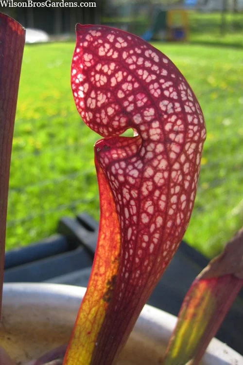 Scarlet Belle Pitcher Plant (Sarracenia) - 2.5 Quart Pot - Image 6