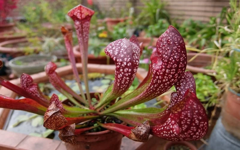 Scarlet Belle Pitcher Plant (Sarracenia) - 2.5 Quart Pot - Image 4