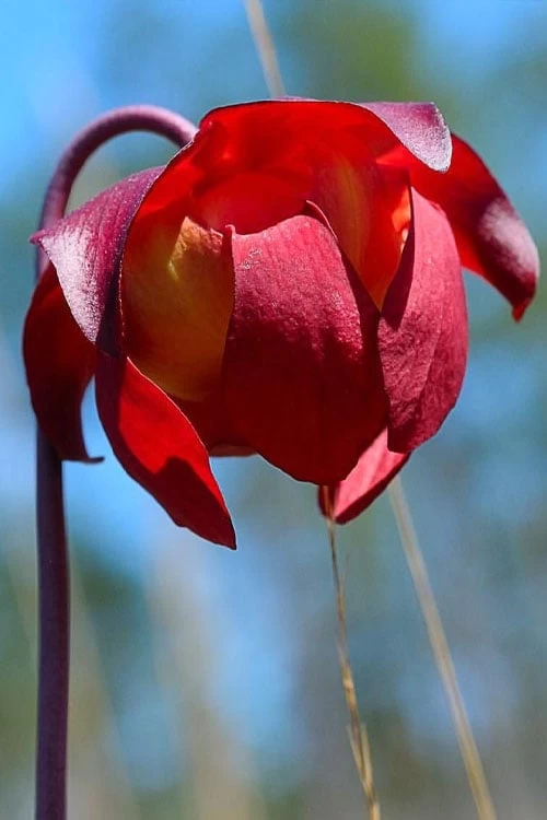 Scarlet Belle Pitcher Plant (Sarracenia) - 2.5 Quart Pot - Image 5