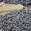 Blue Elf Sedum (Sedum X Sedoro) - 5 Pack Of 4" Pots