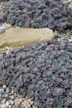 Blue Elf Sedum (Sedum X Sedoro) - 5 Pack Of 4" Pots