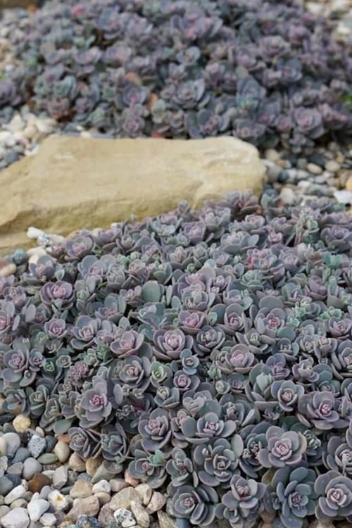 Blue Elf Sedum (Sedum X Sedoro) - 5 Pack Of 4" Pots