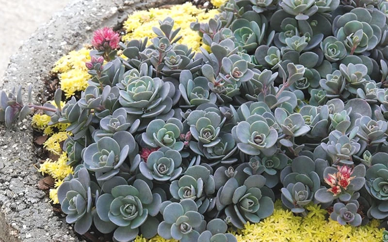 Blue Elf Sedum (Sedum X Sedoro) - 5 Pack Of 4" Pots - Image 8