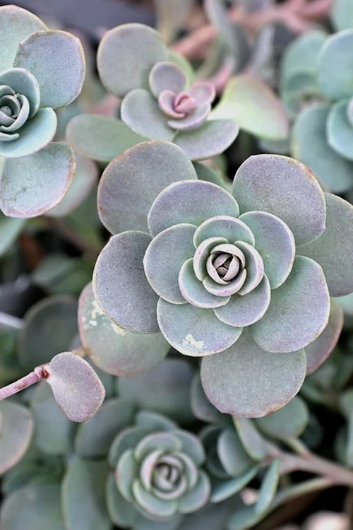 Blue Elf Sedum (Sedum X Sedoro) - 5 Pack Of 4" Pots - Image 6