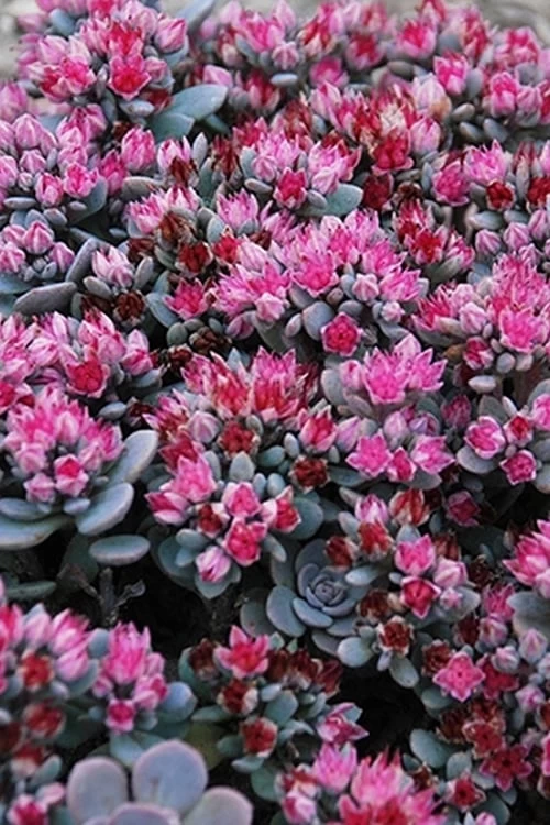 Blue Elf Sedum (Sedum X Sedoro) - 5 Pack Of 4" Pots - Image 4