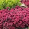 Dazzleberry Sedum - 5 Pack Of 4" Pint Pots
