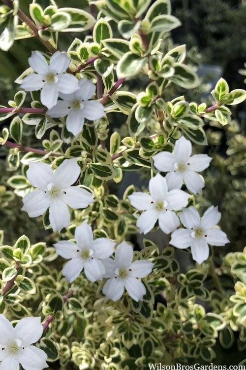 Variegated Snowbush (Serissa Japonica) - 1 Gallon Pot - Image 4