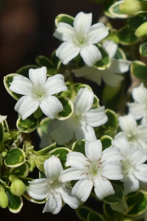 Variegated Snowbush (Serissa Japonica) - 1 Gallon Pot - Image 8
