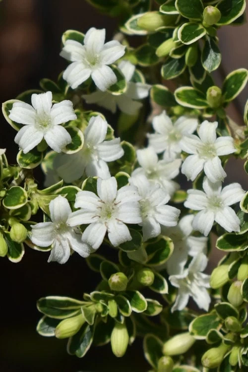 Variegated Snowbush (Serissa Japonica) - 1 Gallon Pot - Image 7