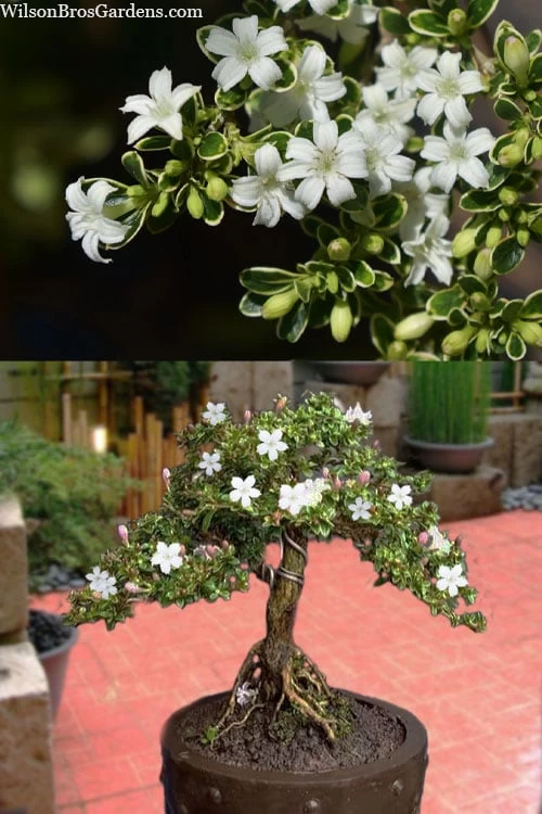 Variegated Snowbush (Serissa Japonica) - 1 Gallon Pot - Image 5