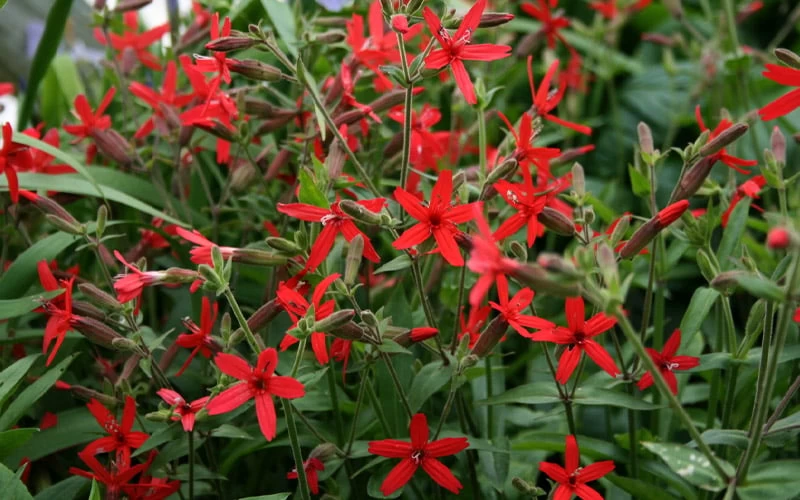 Scarlet Catchfly (Silene Virginica) - 1 Gallon Pot - Image 8