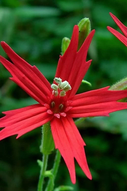 Scarlet Catchfly (Silene Virginica) - 1 Gallon Pot - Image 5